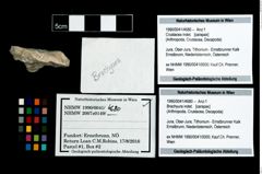 Foto (Objekt + Etikett) von Brachyura indet.  (NHMW-GEO-1990-0041-4680)